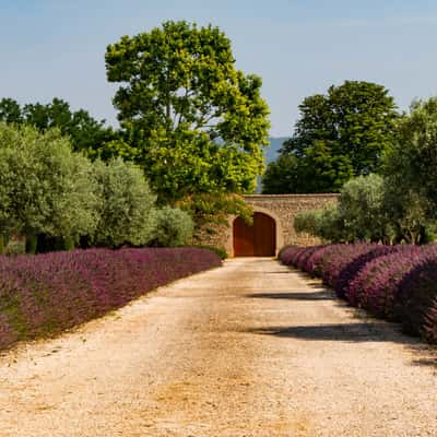 House with lavender, France