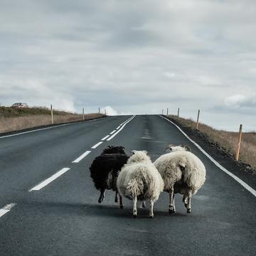 Iceland sheep, Iceland