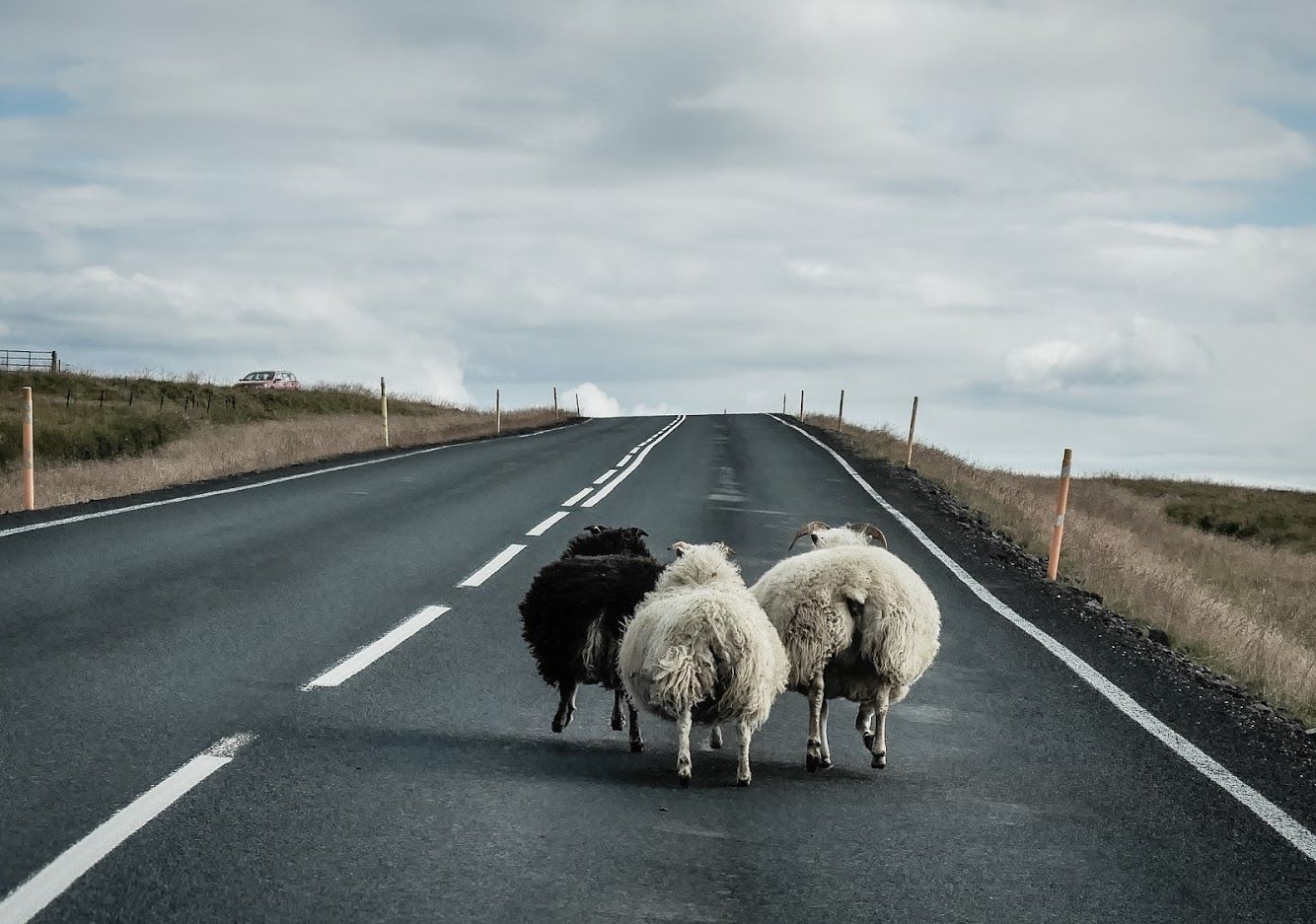 Iceland sheep, Iceland