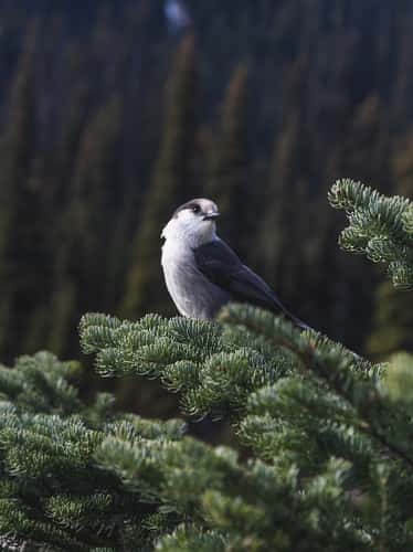 Joffree Lakes Provincial Park