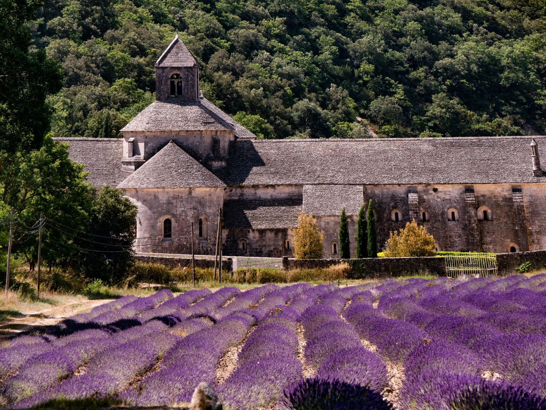 Lavender blossom at Notre-Dame de Sénanque, France
