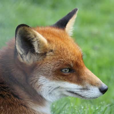 Lingfield British Wildlife Trust, United Kingdom