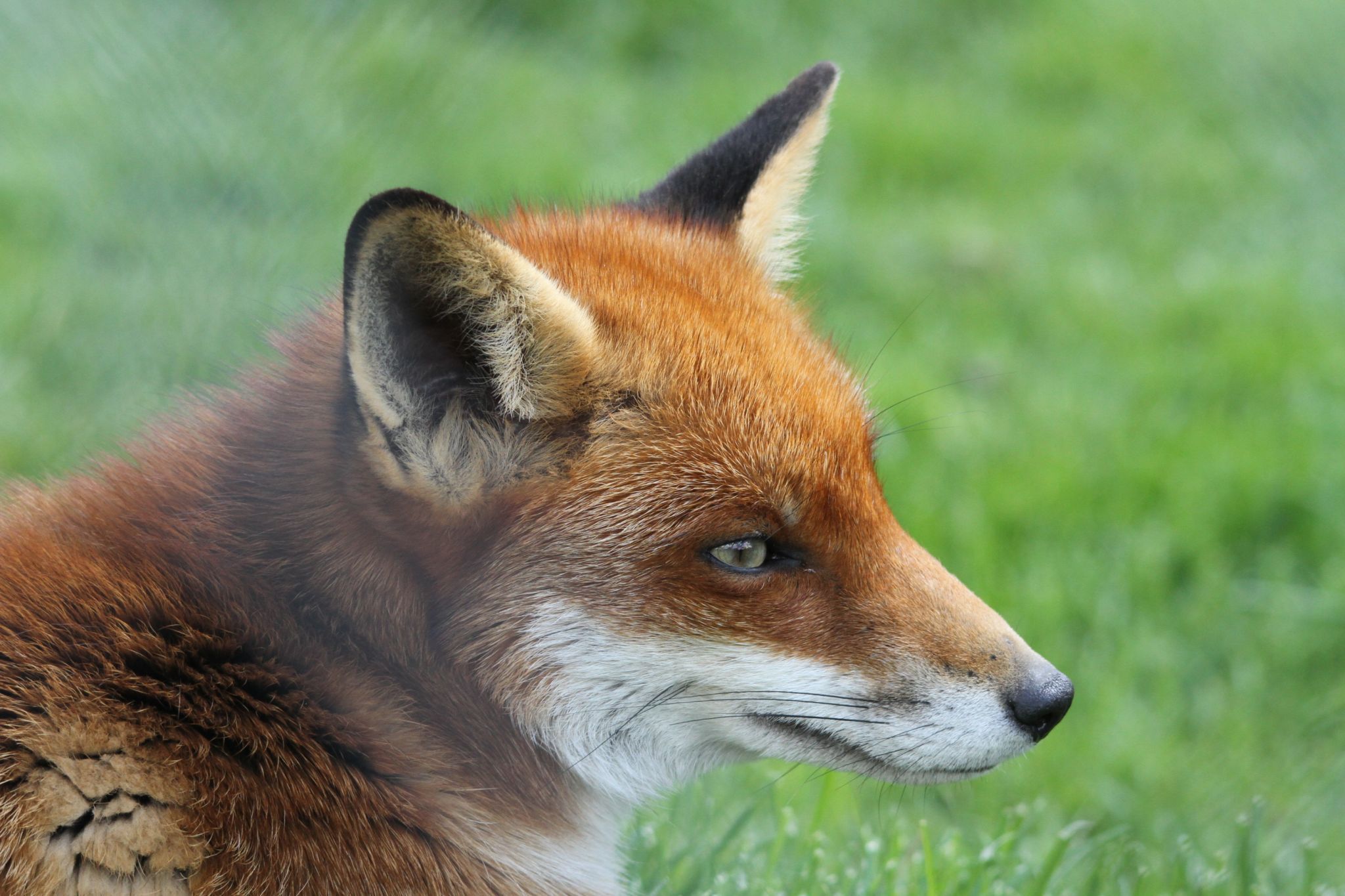 Lingfield British Wildlife Trust, United Kingdom