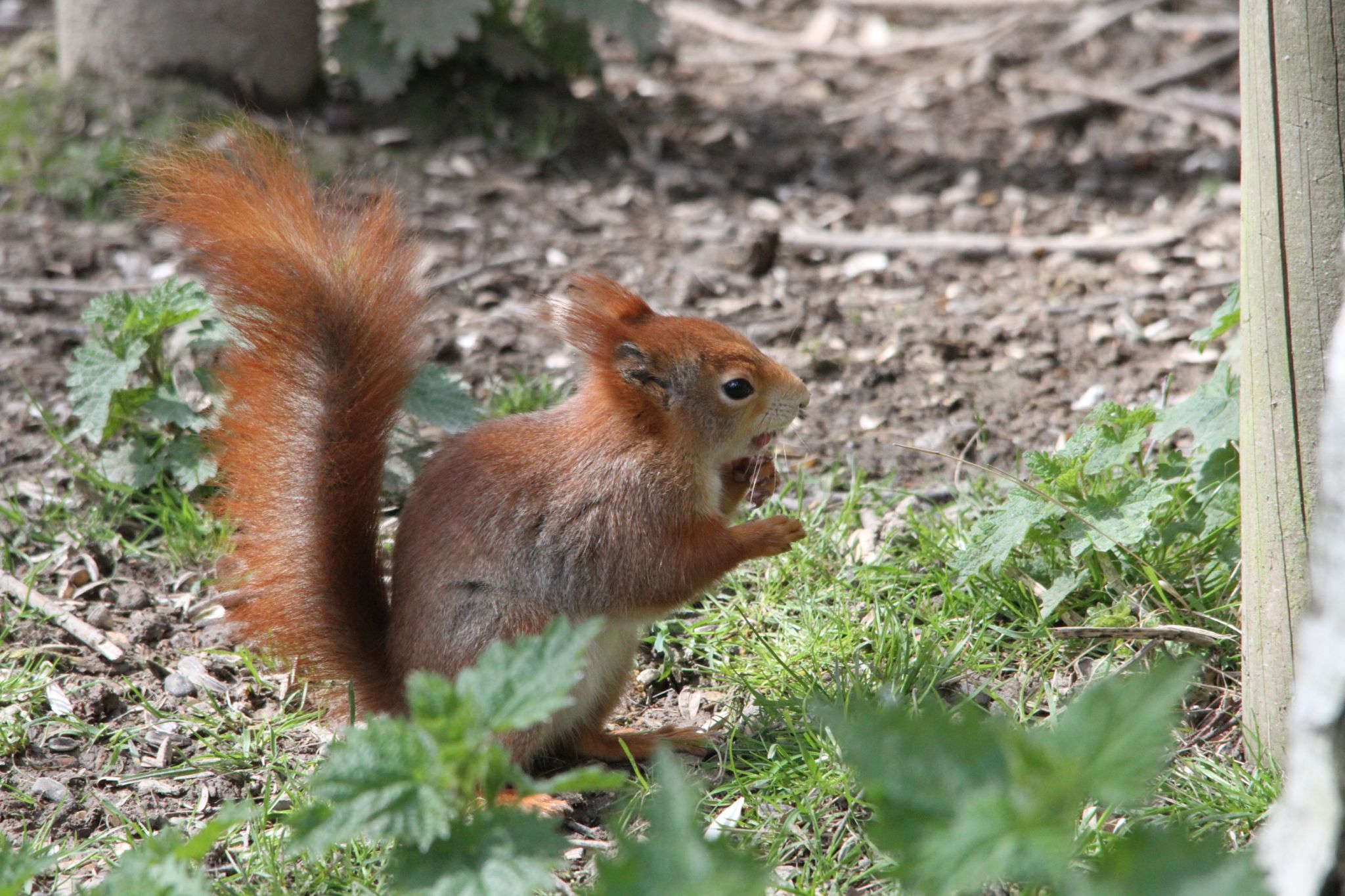 Lingfield British Wildlife Trust, United Kingdom