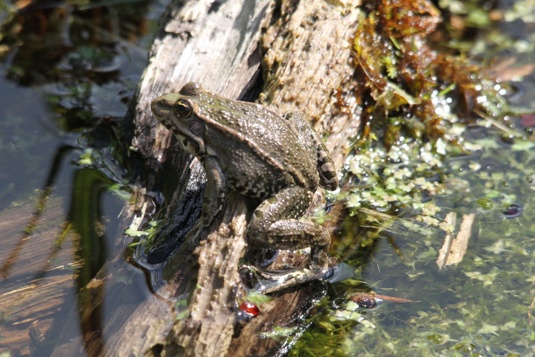 Lingfield British Wildlife Trust, United Kingdom
