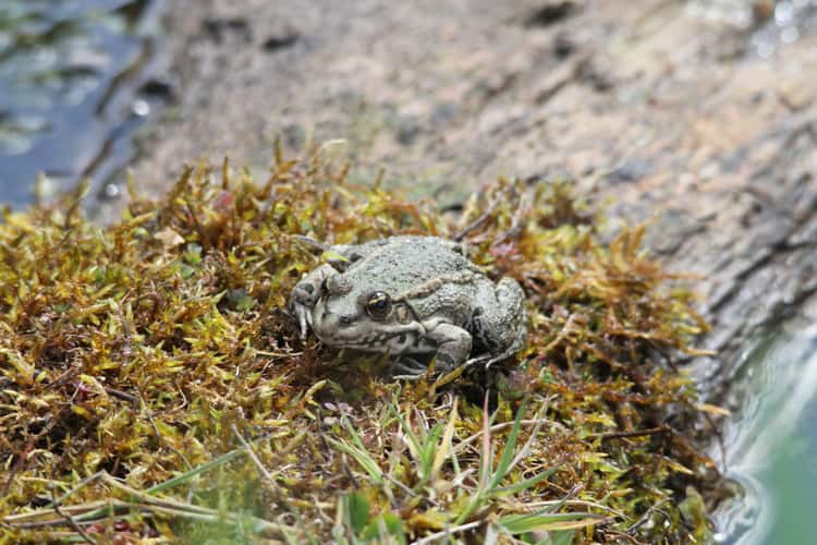 Lingfield British Wildlife Trust