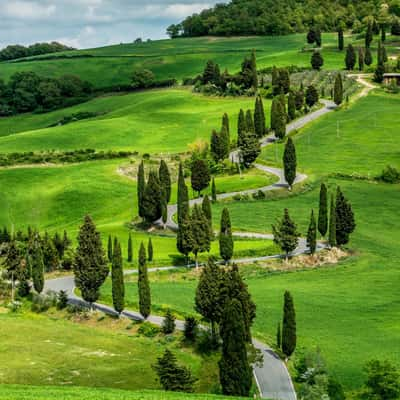 Monteicchiello Cypress trees, Italy