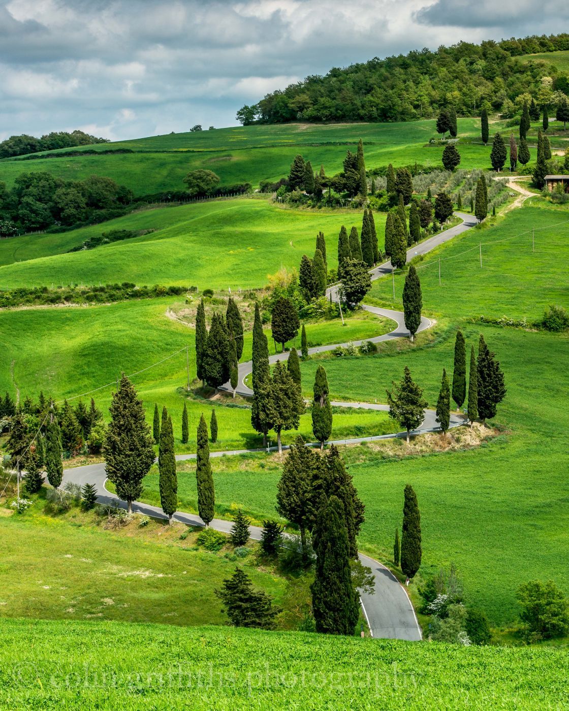 Monticchiello Cypress trees, Italy