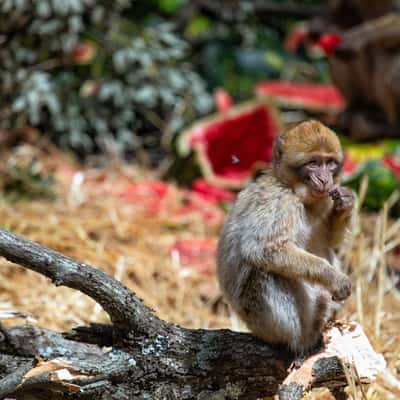 Moroccan Monkey, Morocco