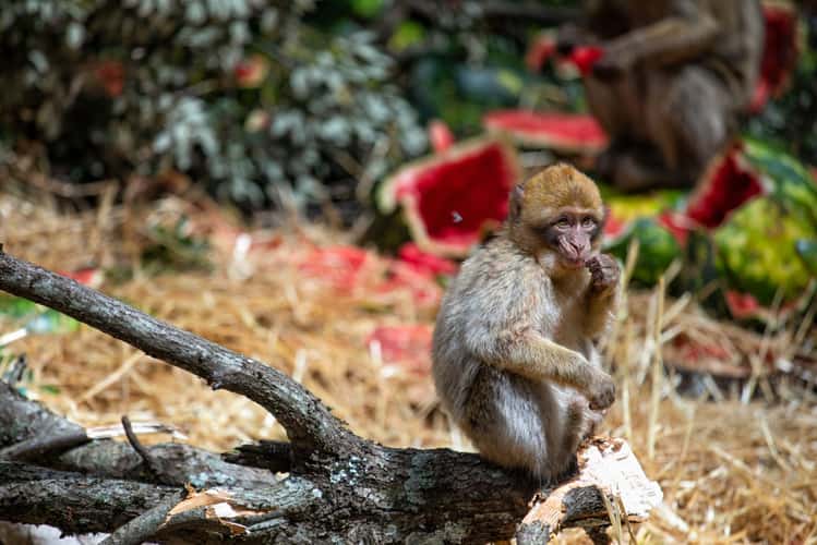 Moroccan Monkey
