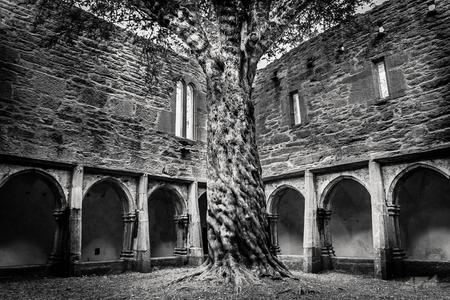 Muckross Abbey secular tree