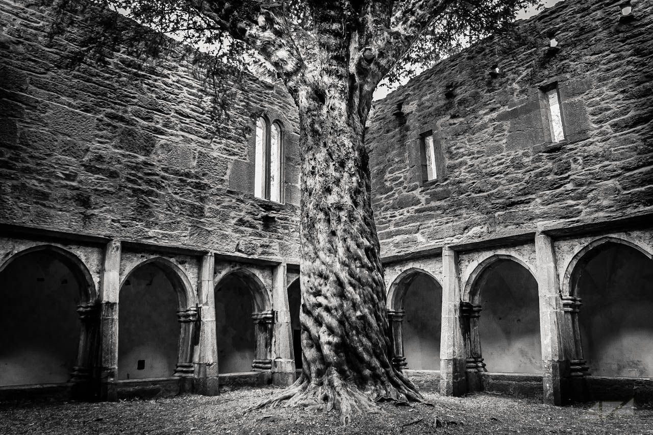 Muckross Abbey secular tree, Ireland