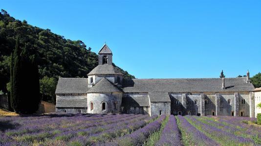 Lavender blossom at Notre-Dame de Sénanque