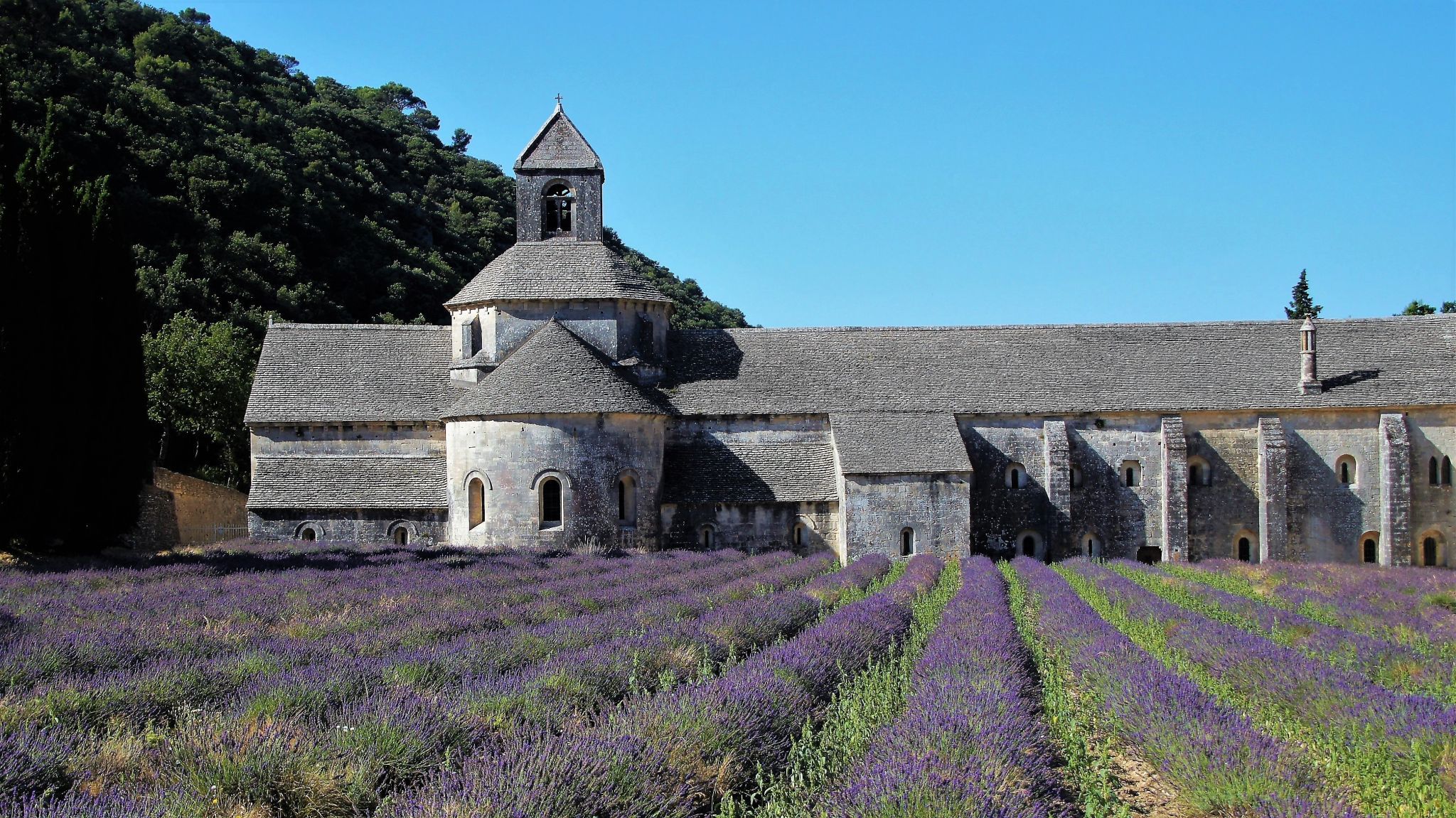 Lavender blossom at Notre-Dame de Sénanque, France