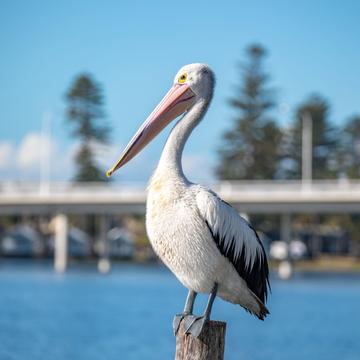 Pelican & The Entrance Bridge New South Wales, Australia
