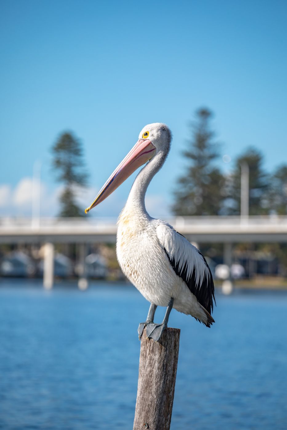 Pelican & The Entrance Bridge New South Wales, Australia
