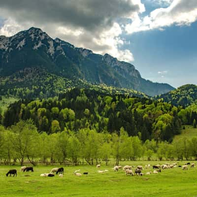 Plaiul Foii, Romania