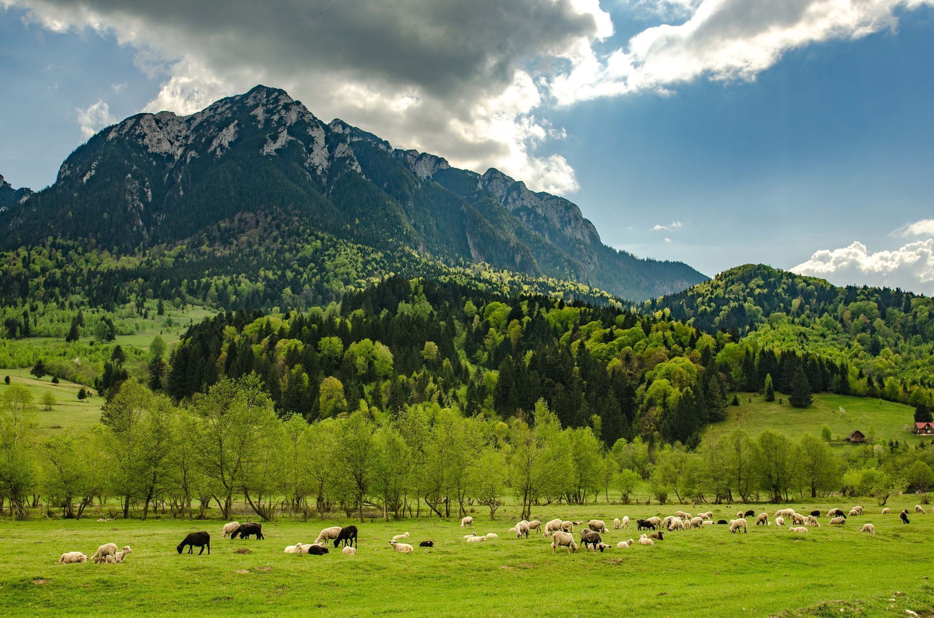 Plaiul Foii, Romania
