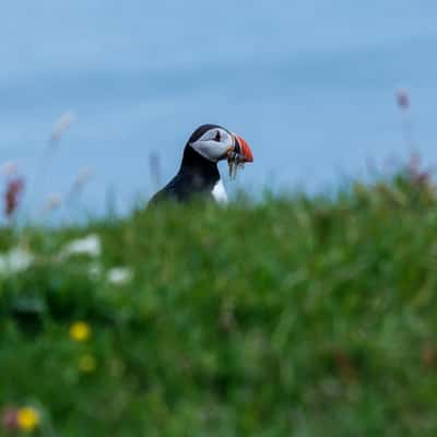 Puffins at Mykines, Faroe Islands