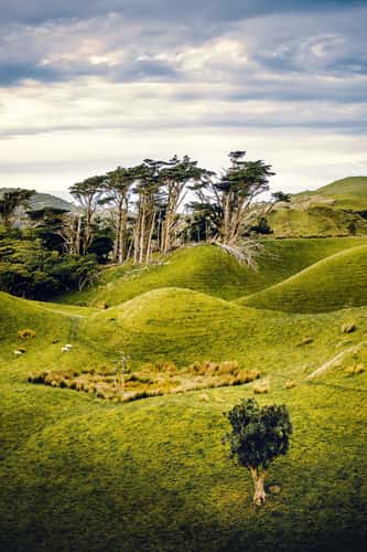 Puponga Grasslands II