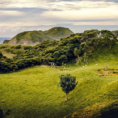 Puponga Grasslands II, New Zealand