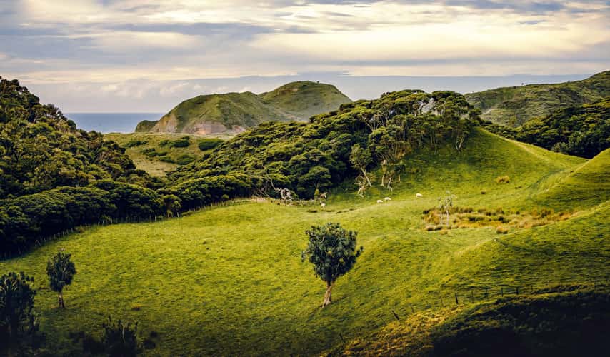 Puponga Grasslands II