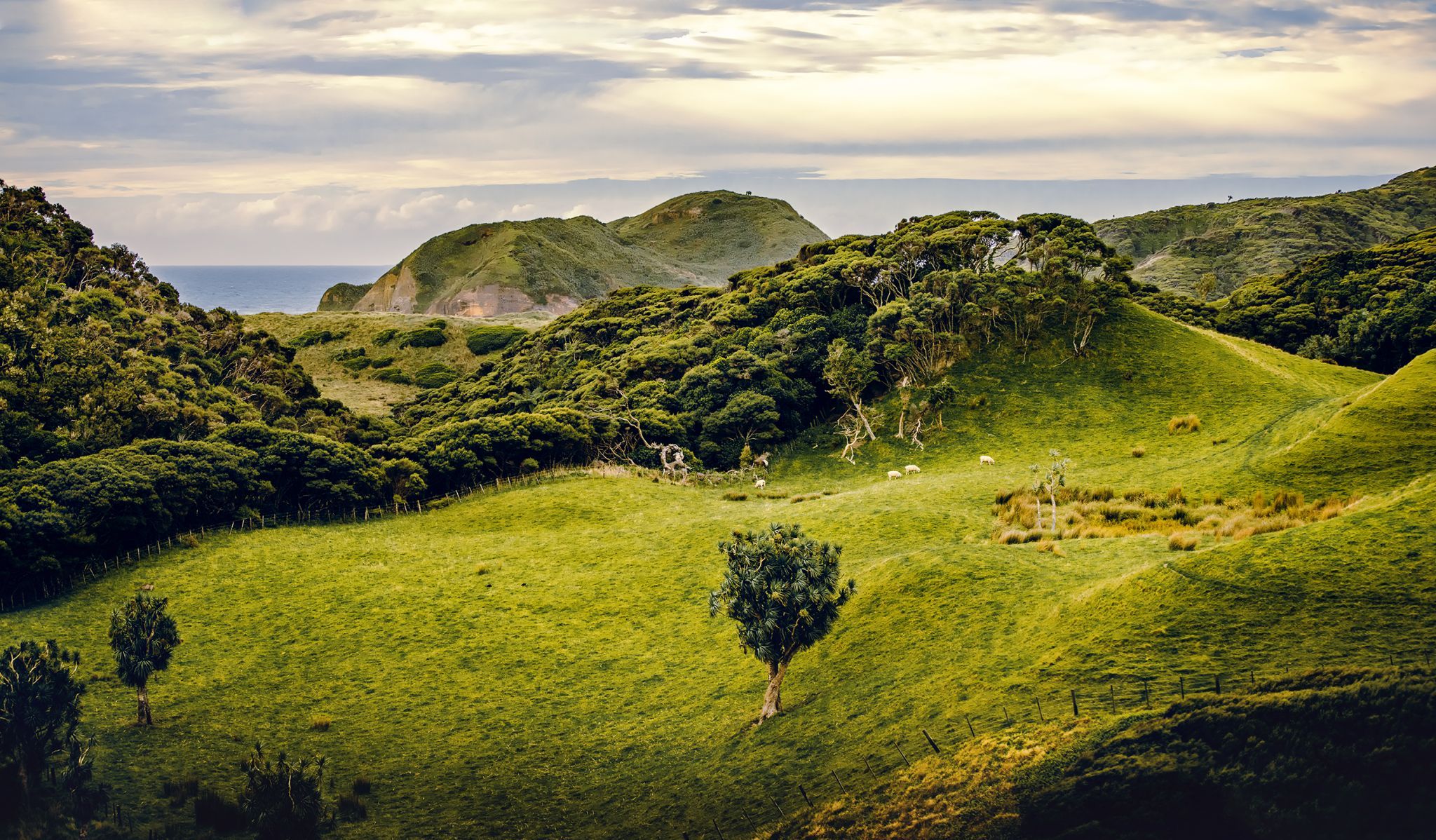 Puponga Grasslands II, New Zealand