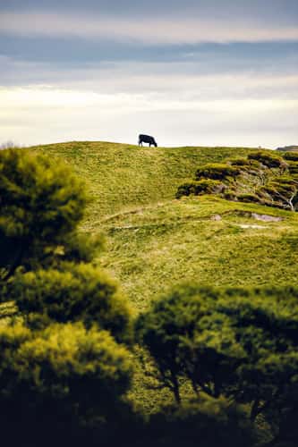 Puponga Grasslands II