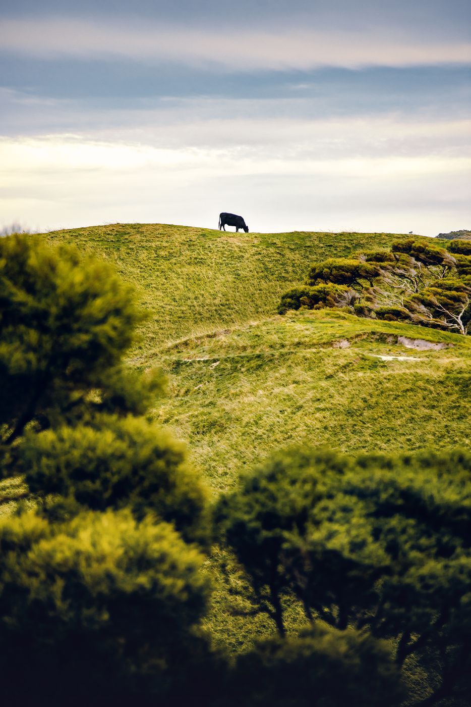 Puponga Grasslands II, New Zealand
