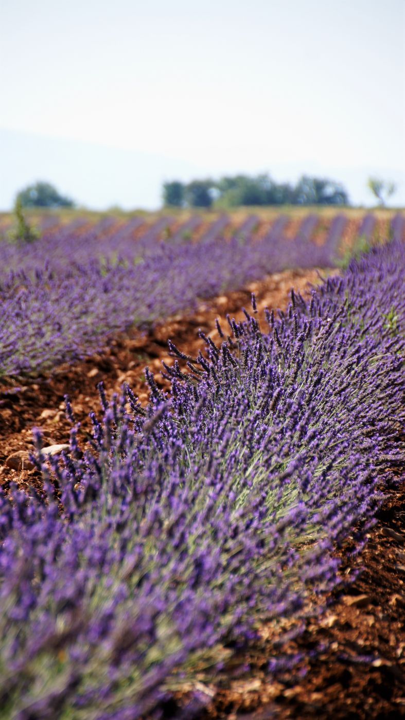 Purple Lavender Sea, France