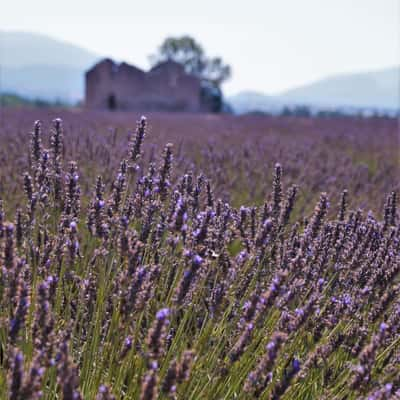 Purple Lavender Sea, France