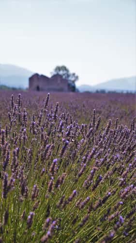 Purple Lavender Sea