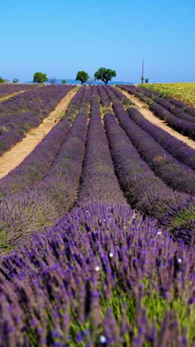 Purple Lavender Sea
