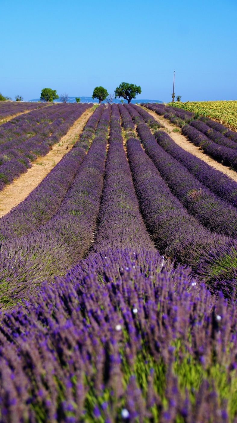Purple Lavender Sea, France