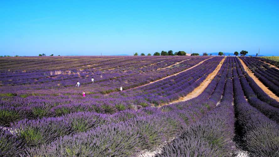 Purple Lavender Sea