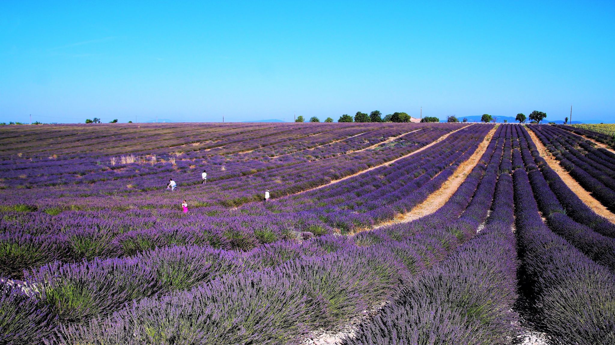 Purple Lavender Sea, France