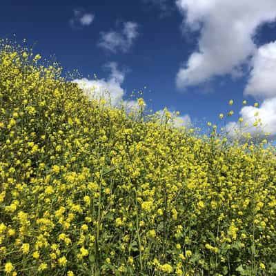 Spring flowers, USA