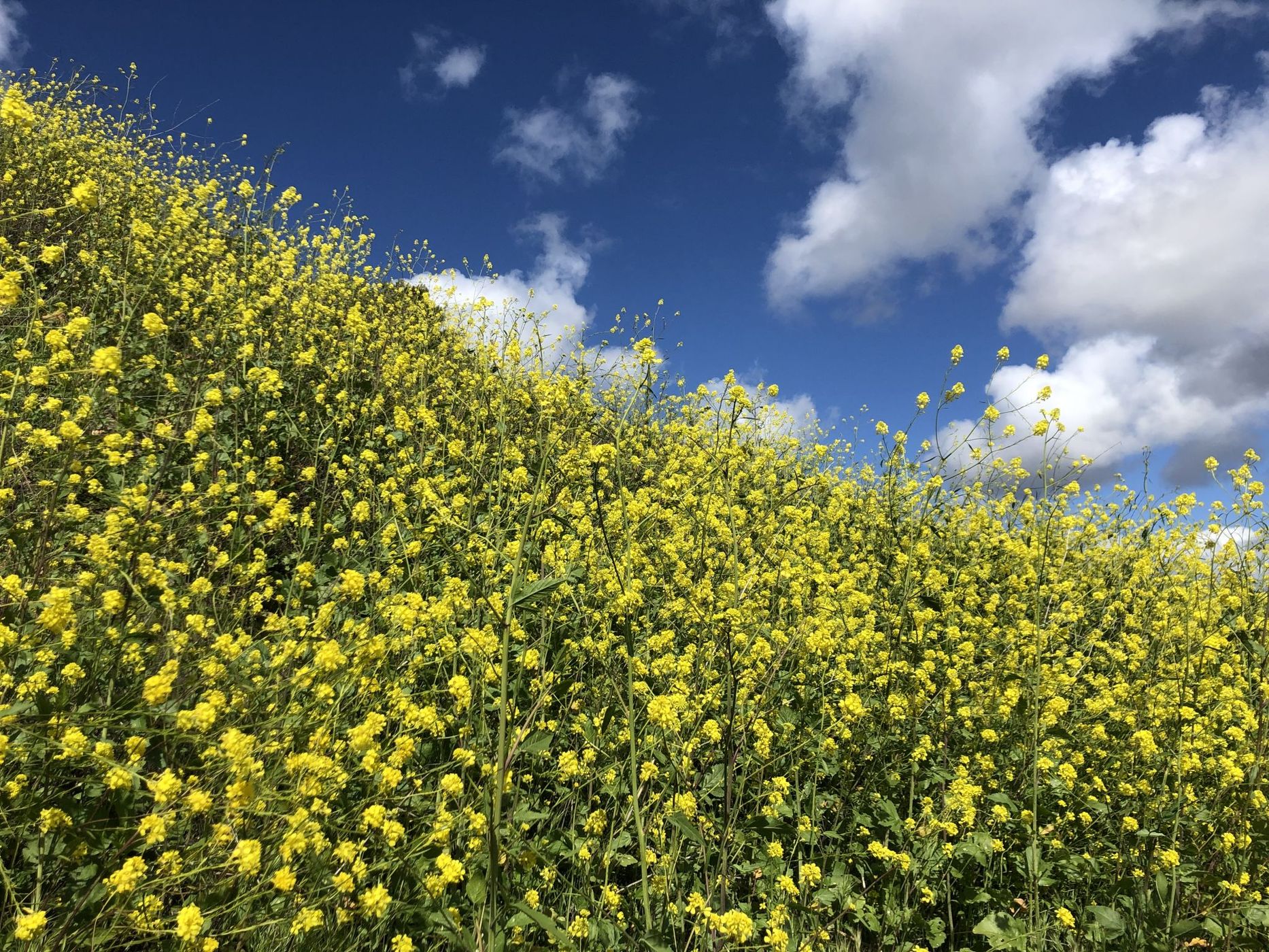 Spring flowers, USA
