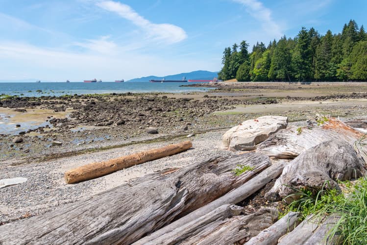 Driftwood On Stanley Park Beach Photography Art