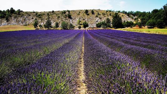 Summer dreams in Provence