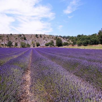 Summer dreams in Provence, France