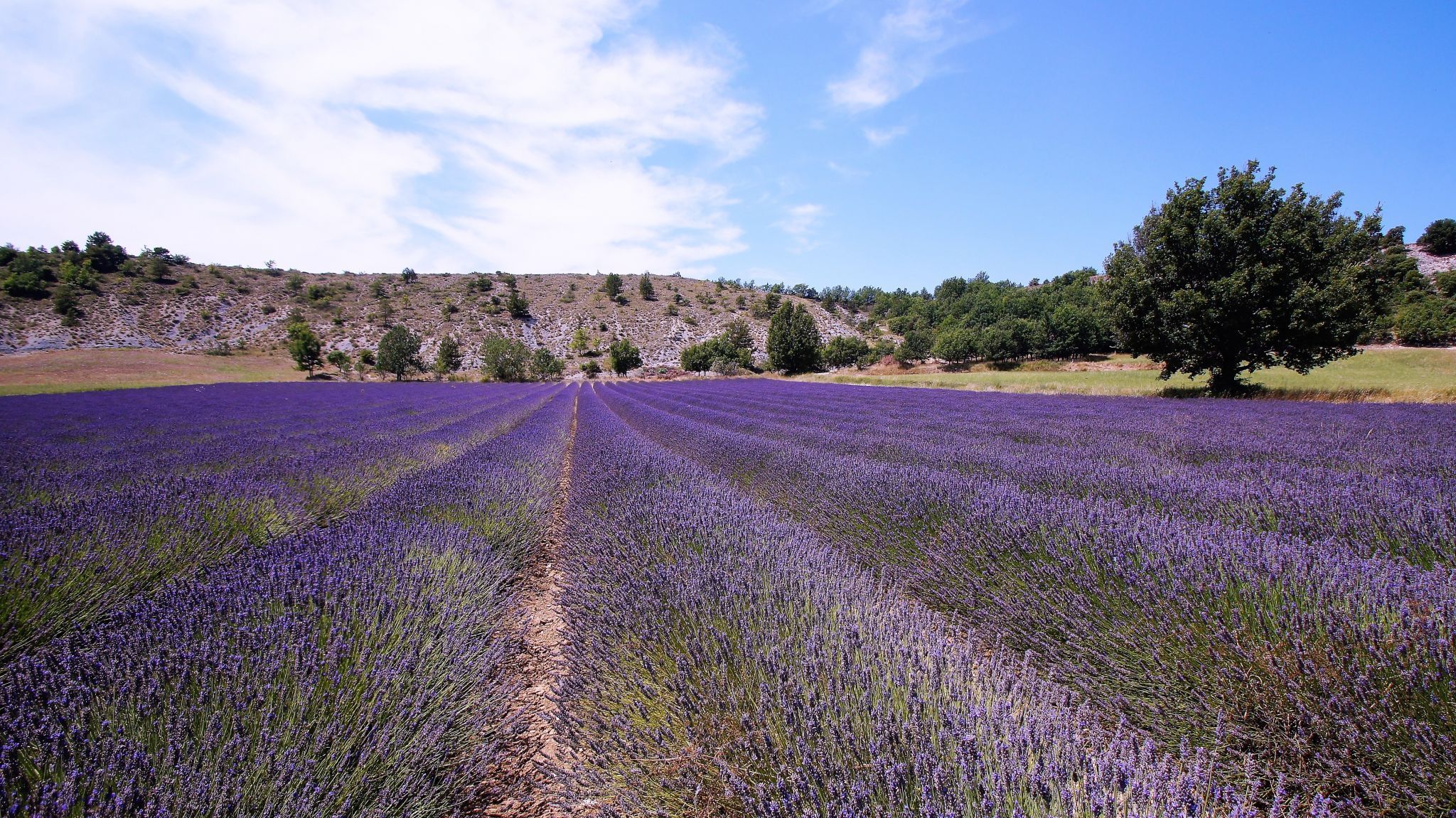 Summer dreams in Provence, France