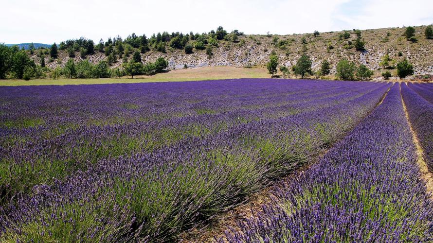 Summer dreams in Provence