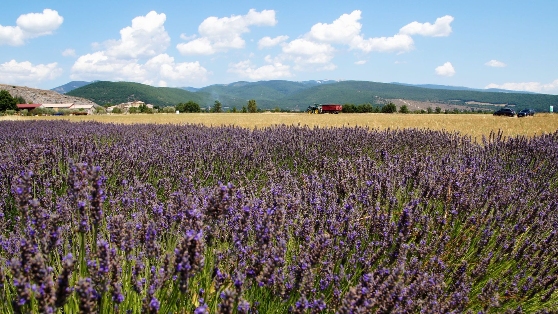 Summer dreams in Provence, France