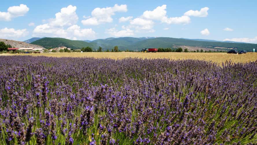 Summer dreams in Provence