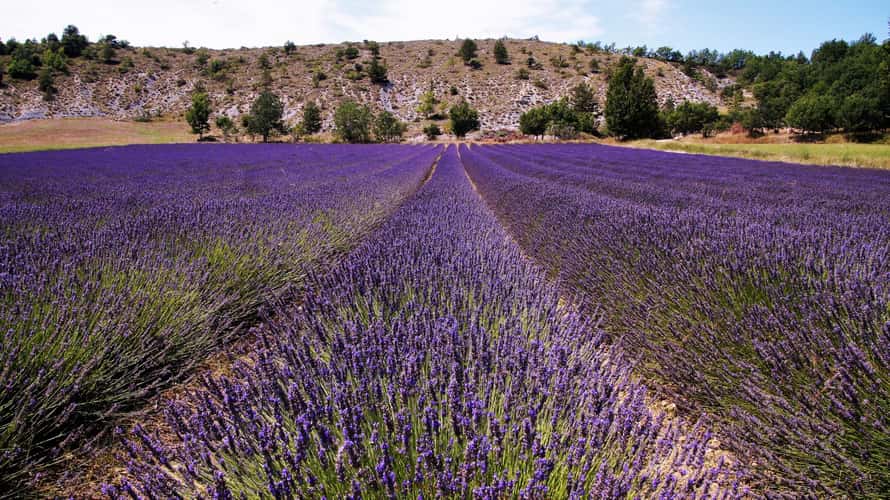 Summer dreams in Provence