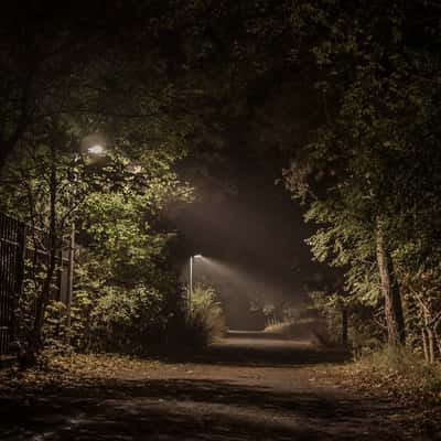 Torun, forest at night, Poland