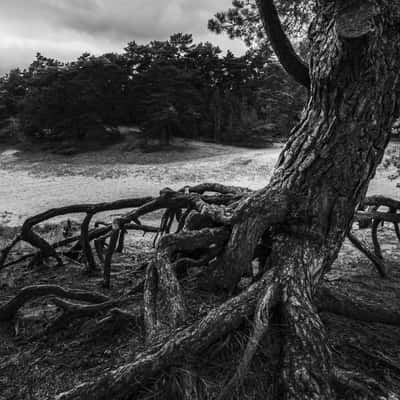 Tree Roots, Germany