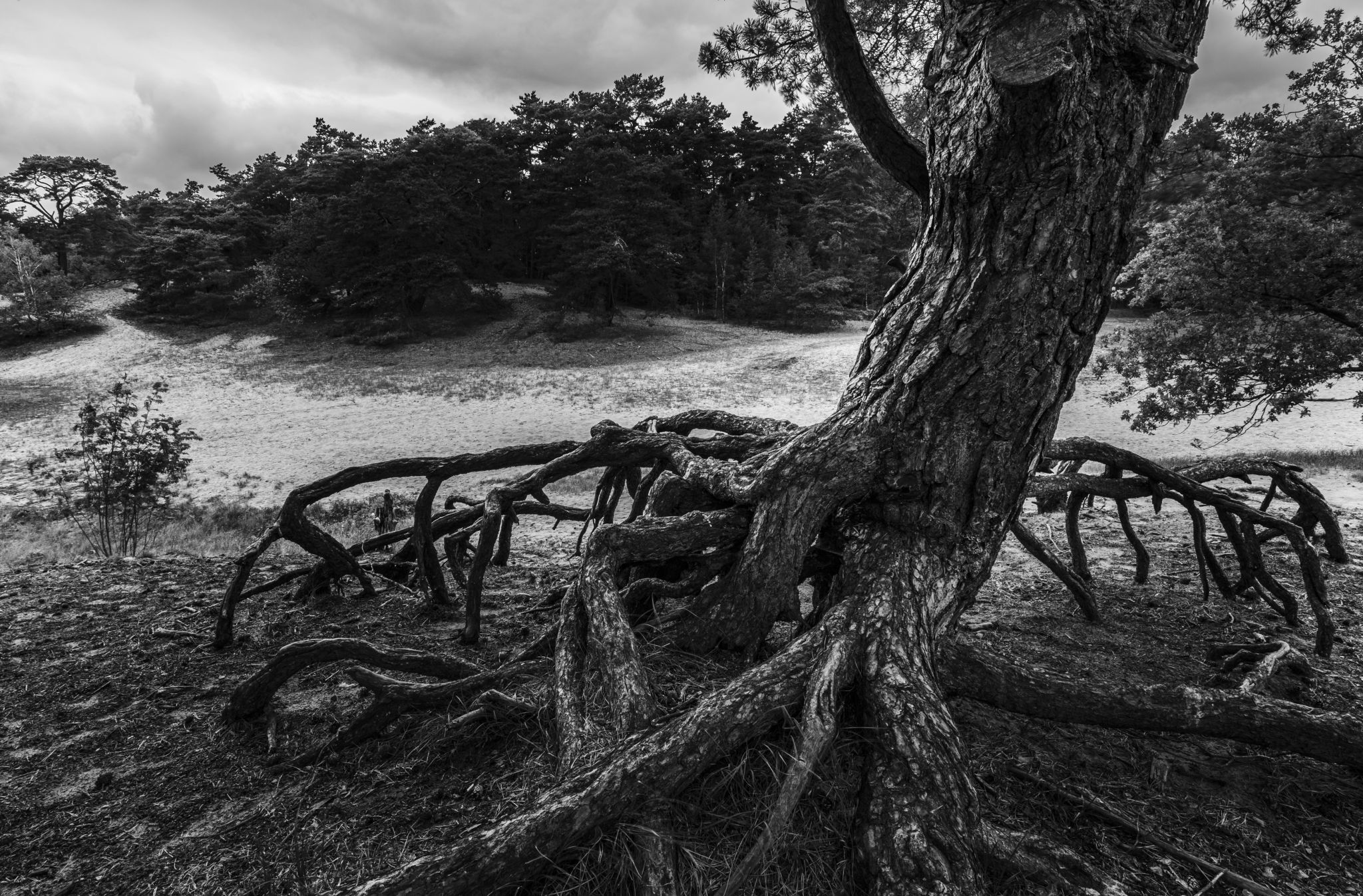 Tree Roots, Germany