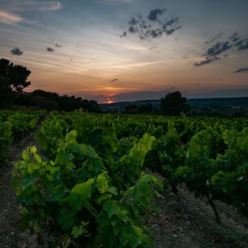 View over vineyards in Séguret, France